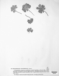 Passalora minutissima image